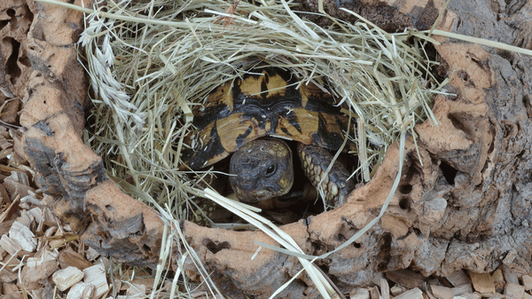 Želva zelenavá (5)